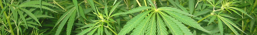 hertford letting agents cannabis